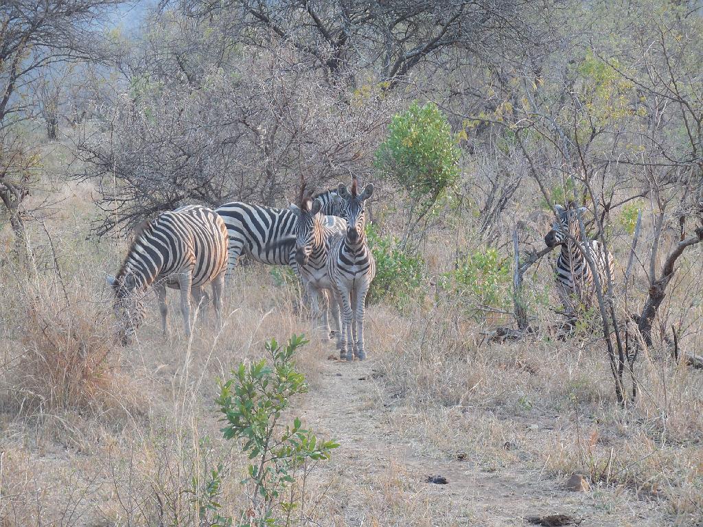 Suedafrika (282)